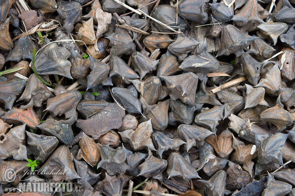 Water Caltrop (Trapa natans)