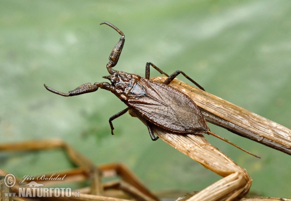 Water Scorpion (Nepa cinerea)