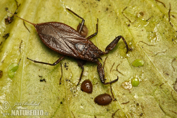 Water Scorpion (Nepa cinerea)