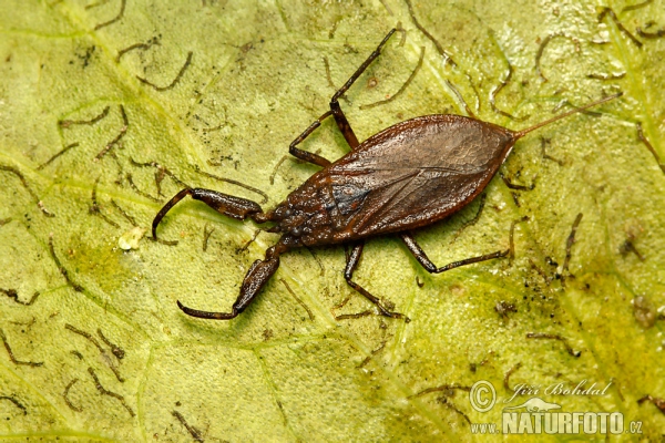 Water Scorpion (Nepa cinerea)