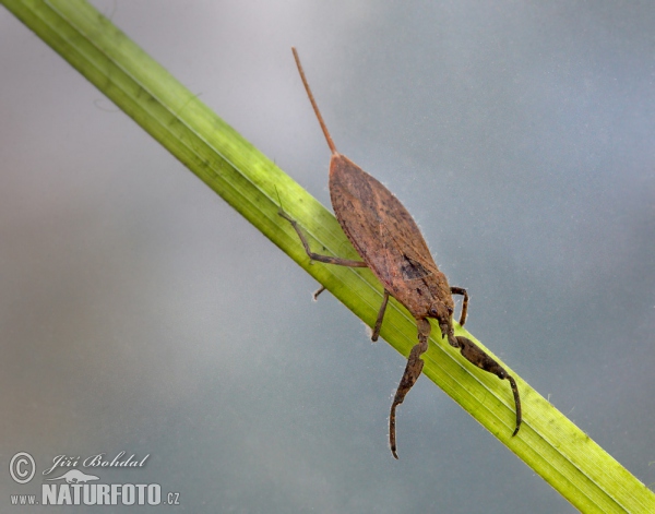 Water Scorpion (Nepa cinerea)