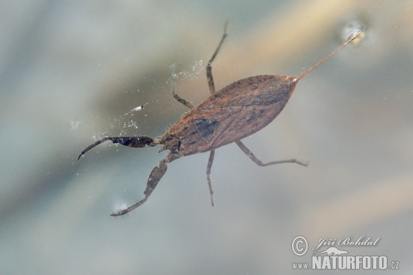 Water Scorpion (Nepa cinerea)