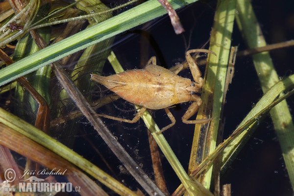 Water Scorpion (Nepa cinerea)