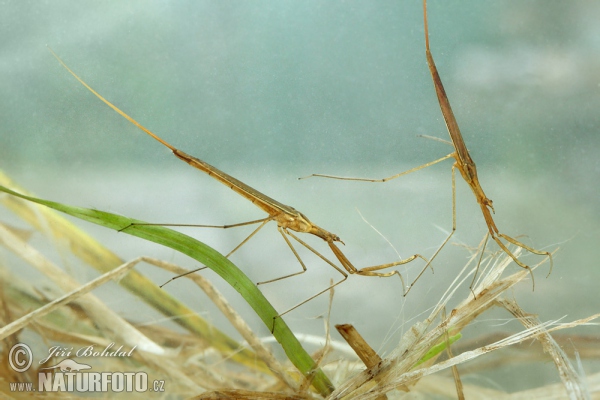 Water Stick Insect (Ranatra linearis)