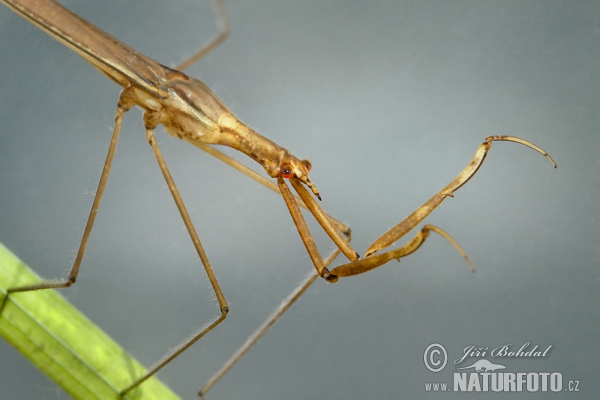 Water Stick Insect (Ranatra linearis)