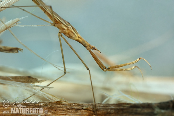 Water Stick Insect (Ranatra linearis)