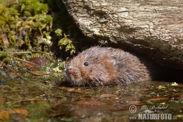 Water Vole (Arvicola amphibius)