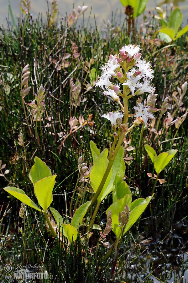 Waterdrieblad