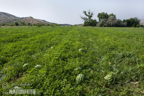 Watermelon (Citrullus lanatus)