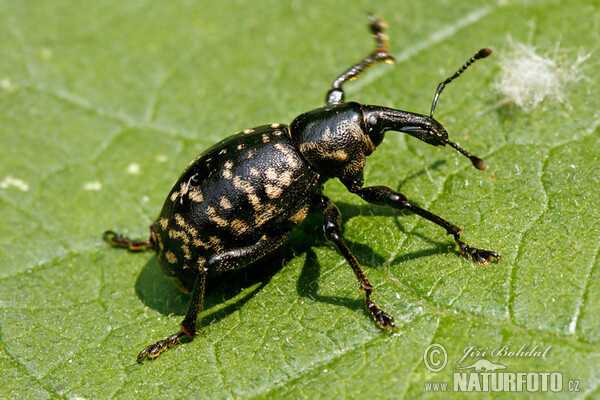 Weevil (Liparus glabrirostris)