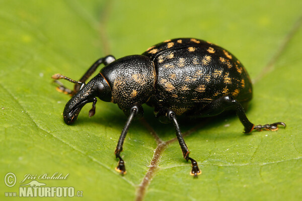 Weevil (Liparus glabrirostris)