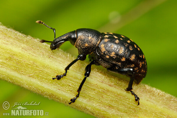 Weevil (Liparus glabrirostris)