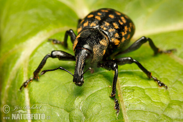 Weevil (Liparus glabrirostris)