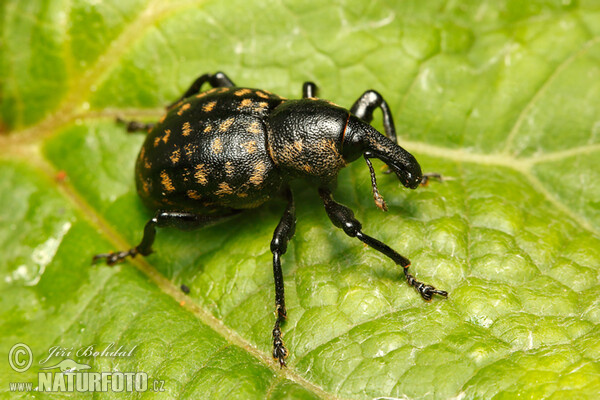 Weevil (Liparus glabrirostris)