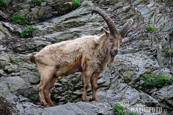 West Caucasian tur (Capra caucasica)