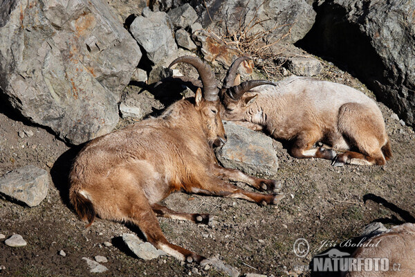 West Caucasian tur (Capra caucasica)