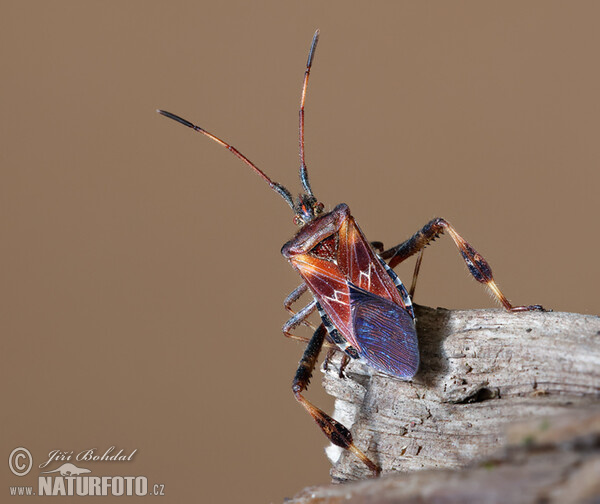 Western Conifer Seed Bug (Leptoglossus occidentalis)