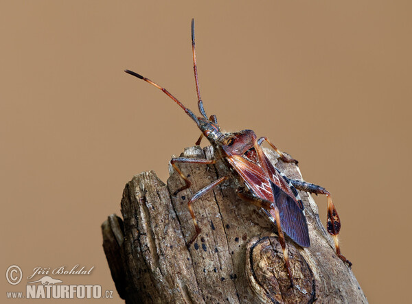 Western Conifer Seed Bug (Leptoglossus occidentalis)