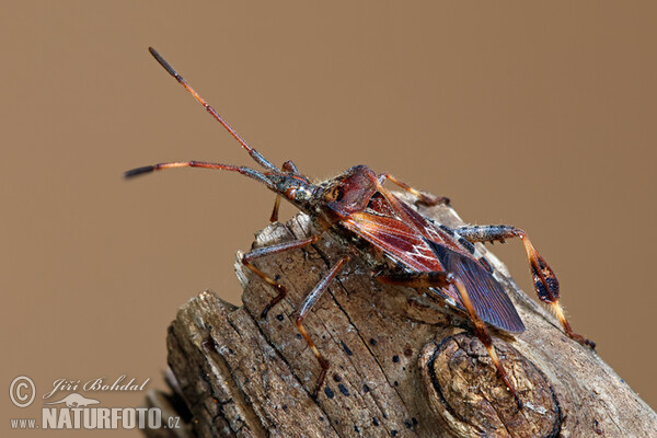 Western Conifer Seed Bug (Leptoglossus occidentalis)