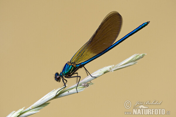 Western Demoiselle (Calopteryx xanthostoma)