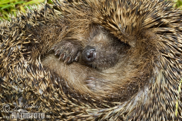 Western Hedgehog (Erinaceus europaeus)