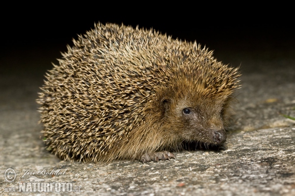 Western Hedgehog (Erinaceus europaeus)