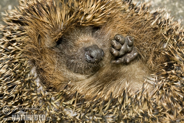 Western Hedgehog (Erinaceus europaeus)