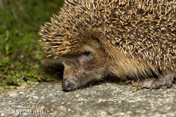 Western Hedgehog (Erinaceus europaeus)