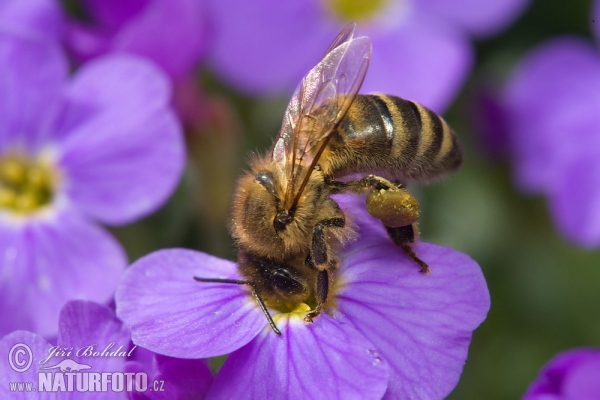 Western Honey Bee (Apis mellifera)