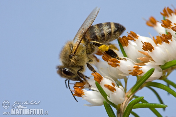 Western Honey Bee (Apis mellifera)