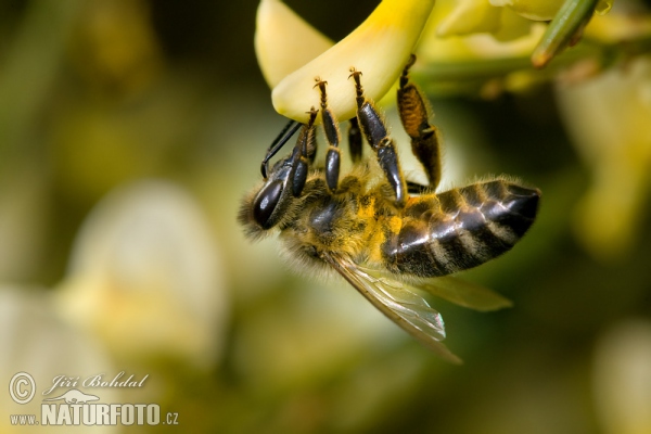 Western Honey Bee (Apis mellifera)