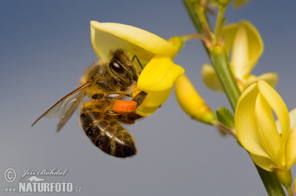 Western Honey Bee (Apis mellifera)