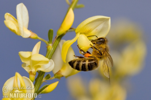 Western Honey Bee (Apis mellifera)