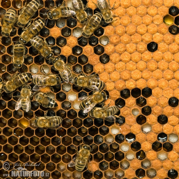 Western Honey Bee (Apis mellifera)