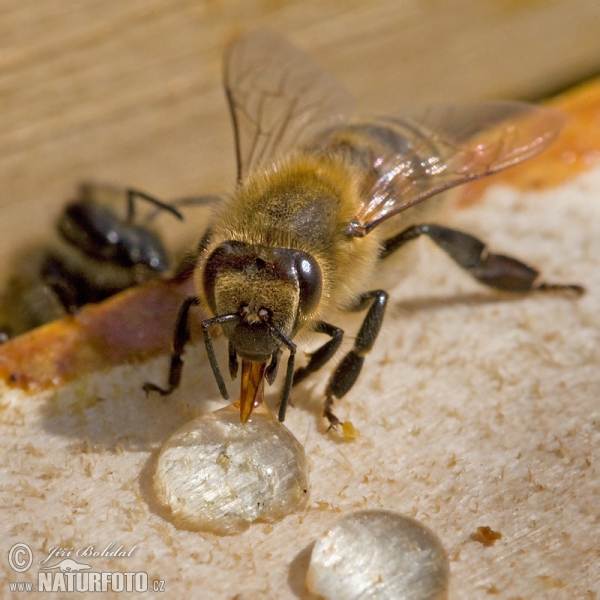 Western Honey Bee (Apis mellifera)