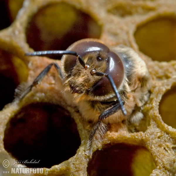 Western Honey Bee (Apis mellifera)