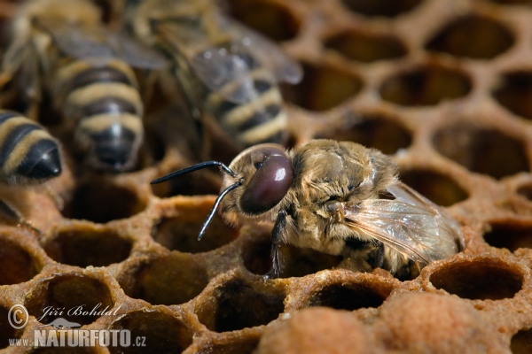 Western Honey Bee (Apis mellifera)