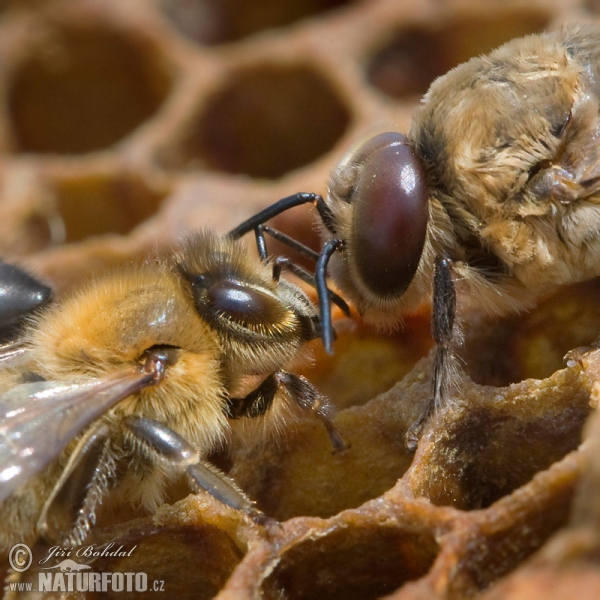 Western Honey Bee (Apis mellifera)