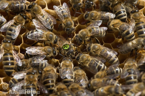 Western Honey Bee (Apis mellifera)