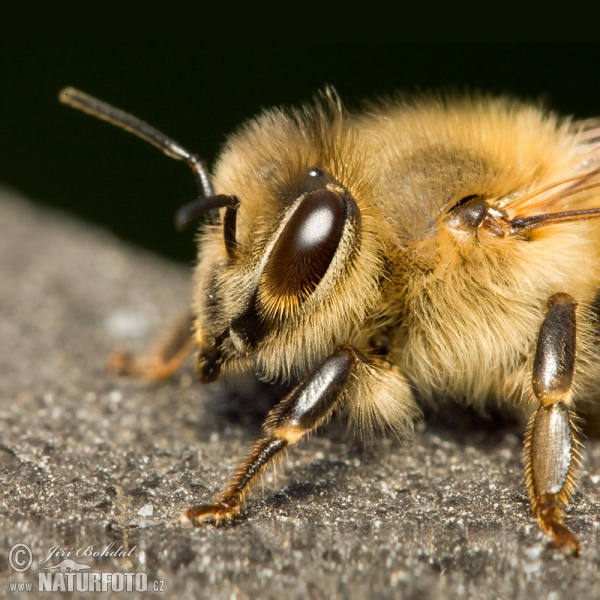 Western Honey Bee (Apis mellifera)