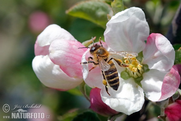 Western Honey Bee (Apis mellifera)