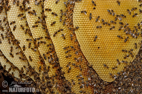 Western Honey Bee (Apis mellifera)