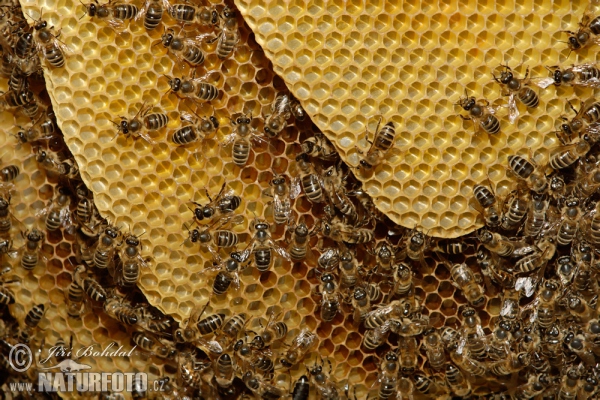 Western Honey Bee (Apis mellifera)