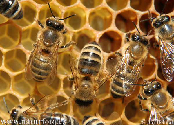 western-honey-bee-34102.jpg (600×432)