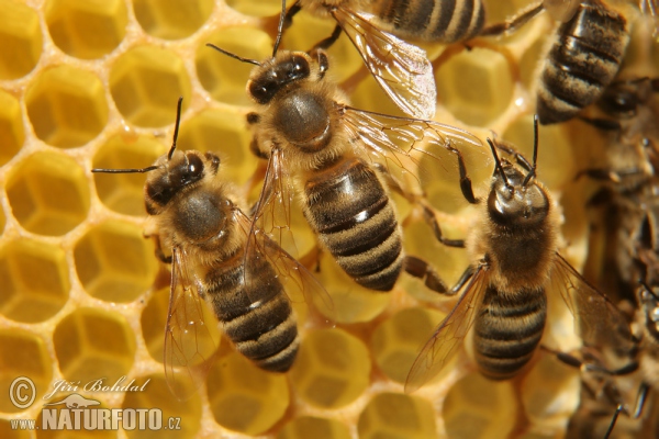 Western Honey Bee (Apis mellifera)