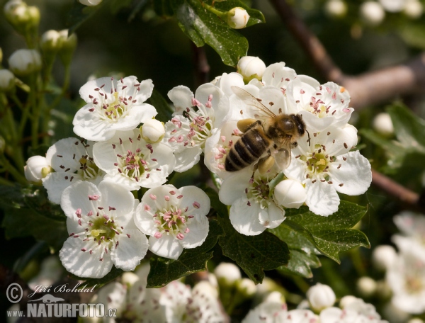 Western Honey Bee (Apis mellifera)