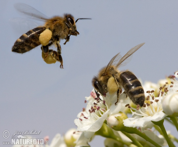 Western Honey Bee (Apis mellifera)