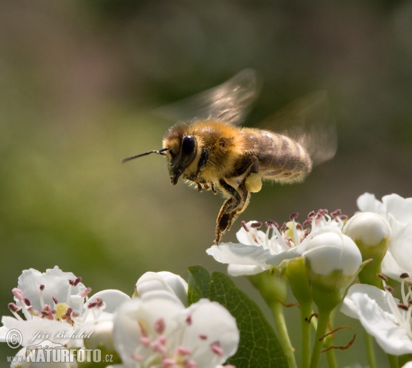 Western Honey Bee (Apis mellifera)