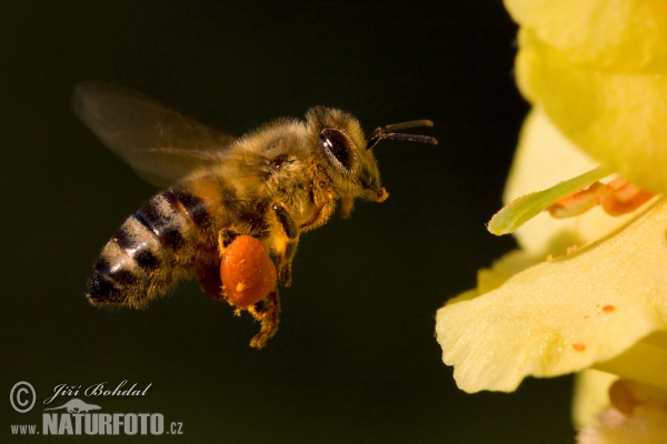 Western Honey Bee (Apis mellifera)