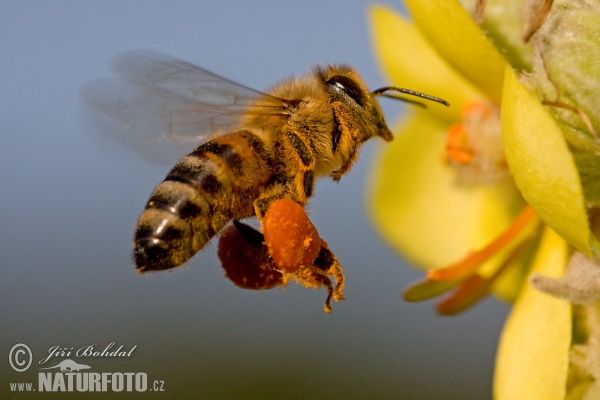 Western Honey Bee (Apis mellifera)